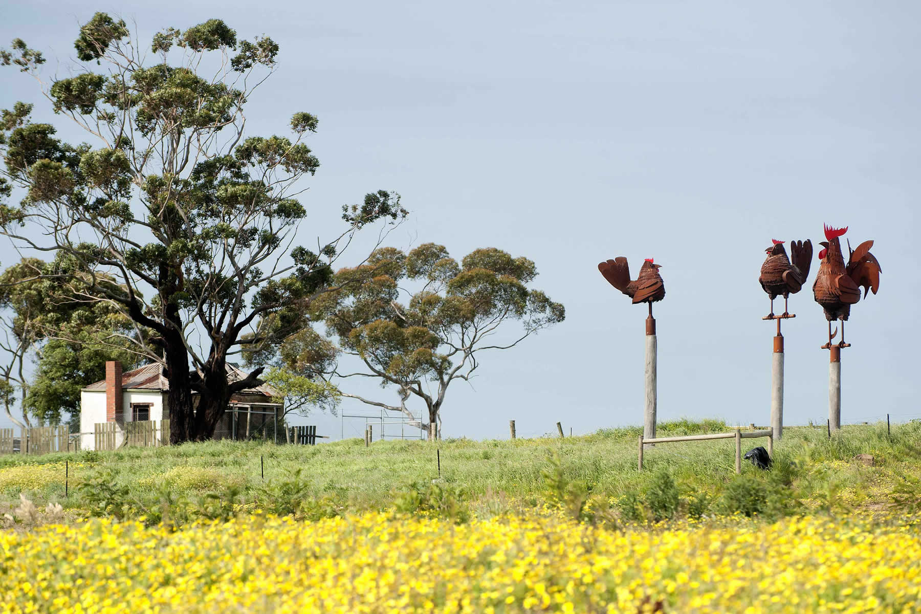 corten steel, powder-coat, 4m rooster, commissioned by Villawood Properties for Pasadena Estate, Vic